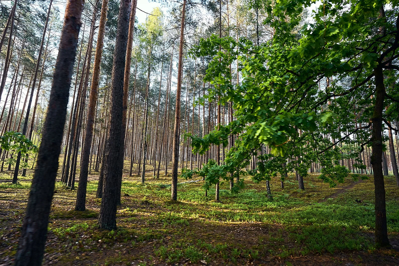 Прогулянки на природі – Зображення 44